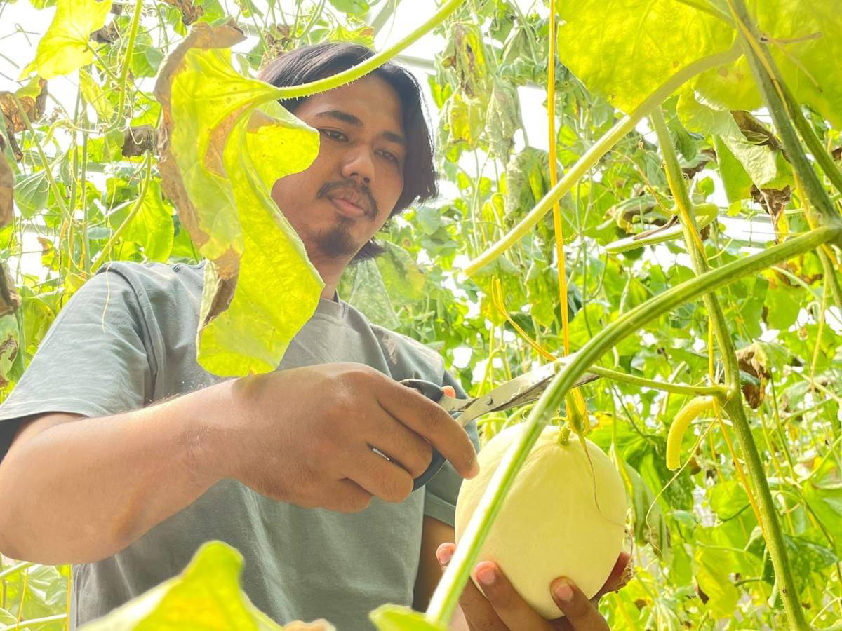 Zakky Stani memanen melon yang sudah layak panen di green house Tekate Farm.