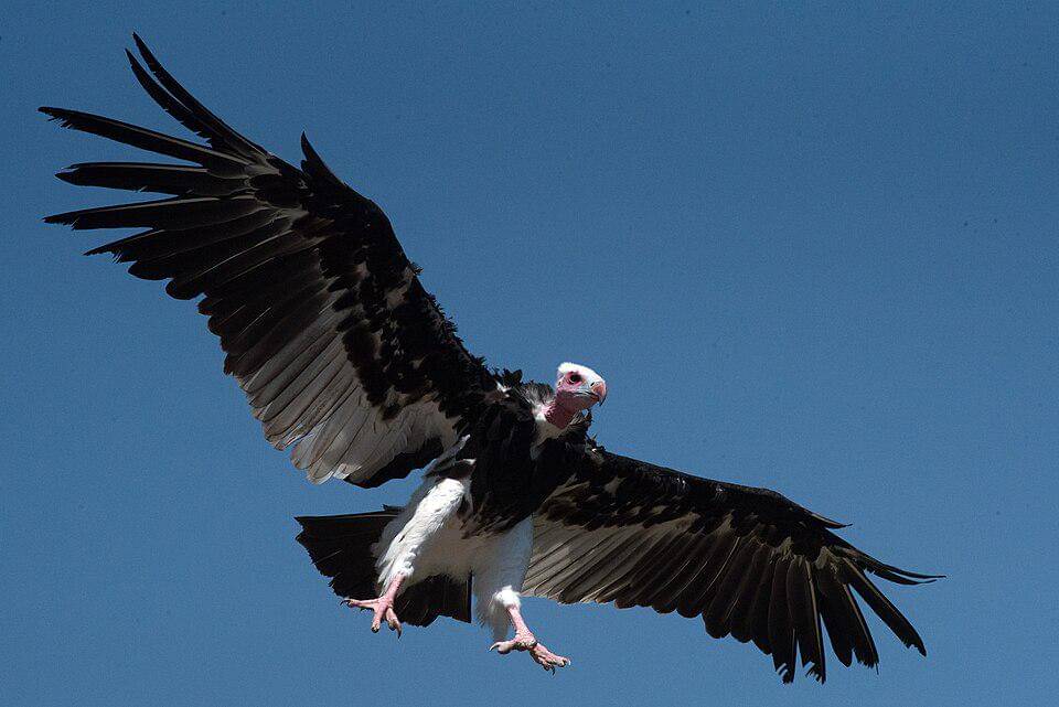 potret hering kepala-putih saat terbang