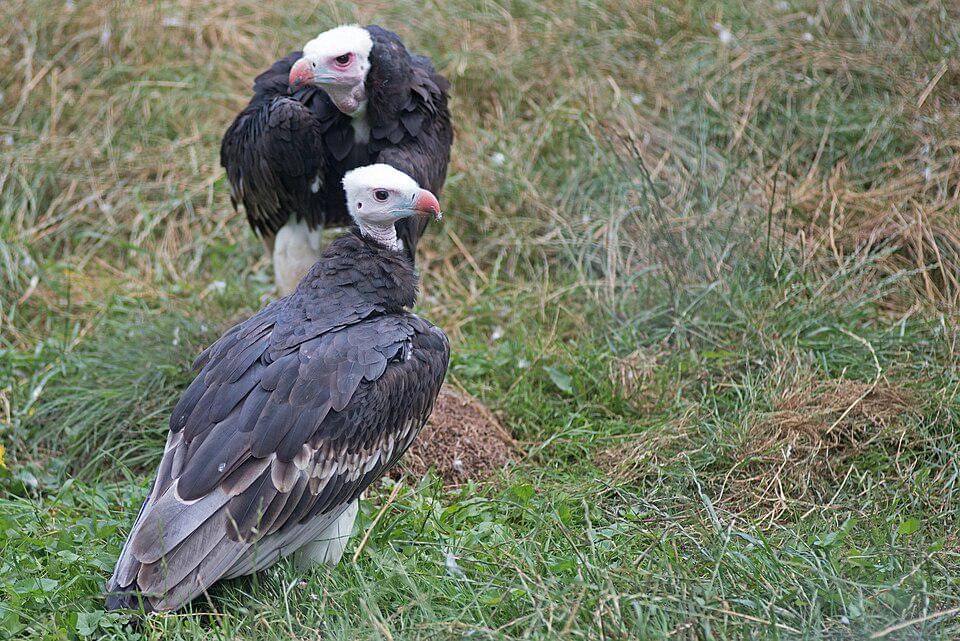 sepasang hering kepala-putih