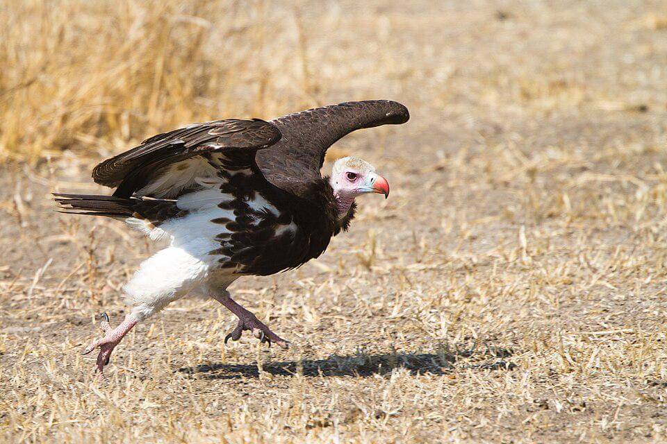 hering kepala-putih melesat