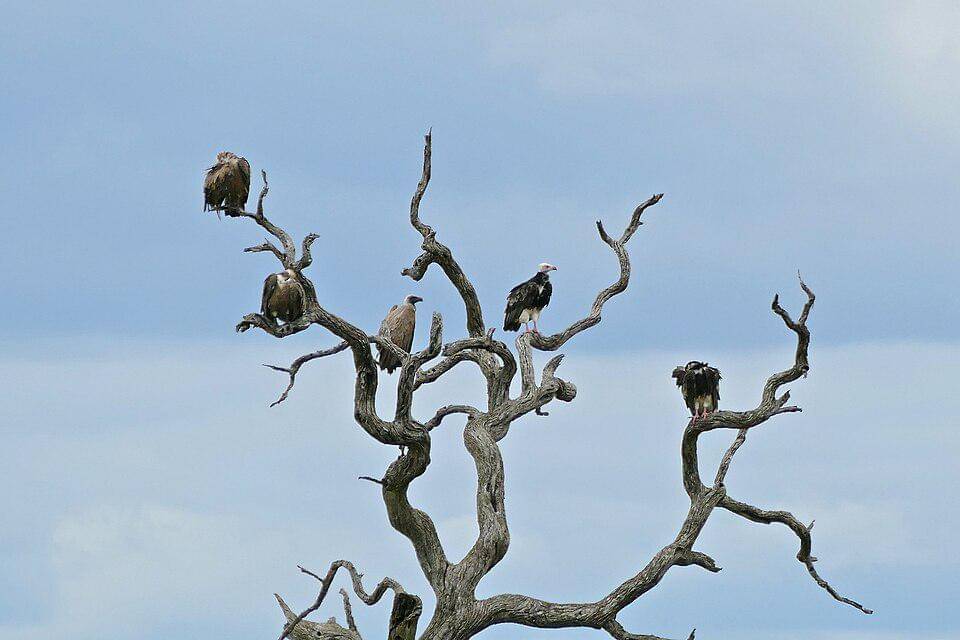 hering kepala-putih dan hering punggung putih di pohon yang sama