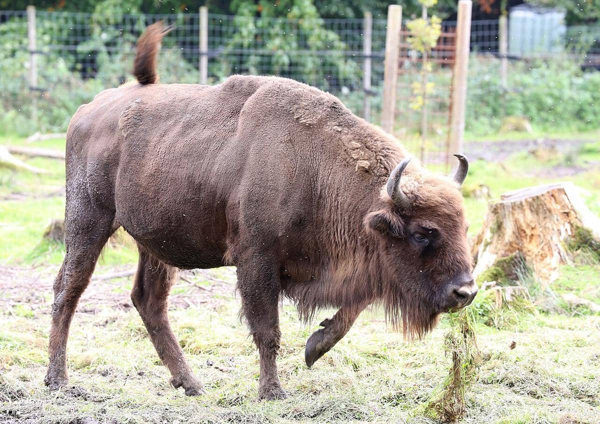 ilustrasi bison eropa 