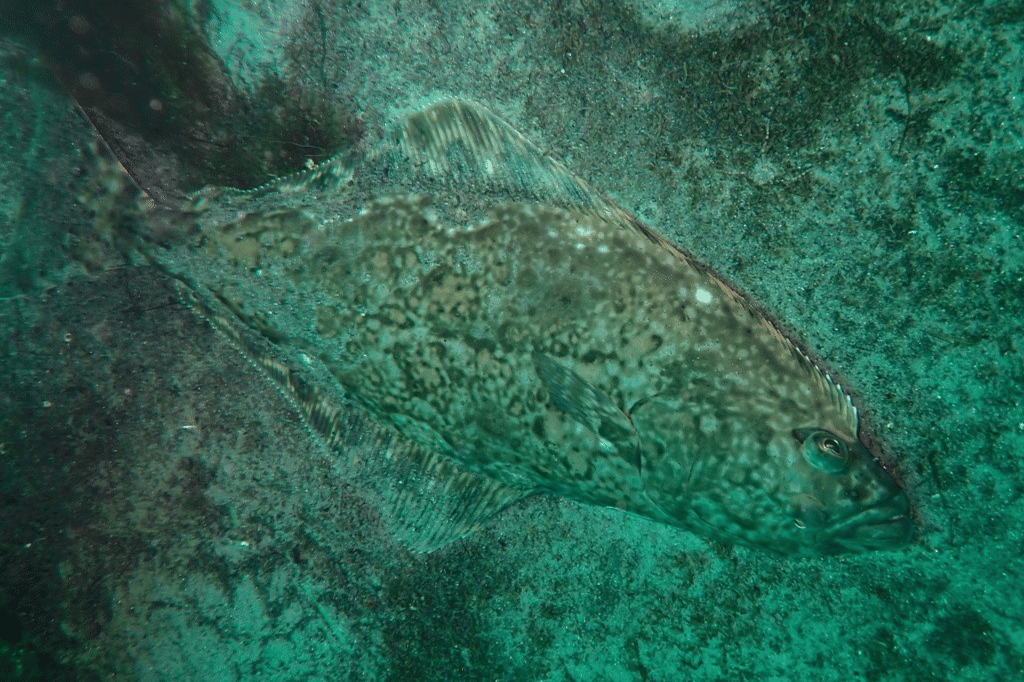 halibut atlantik