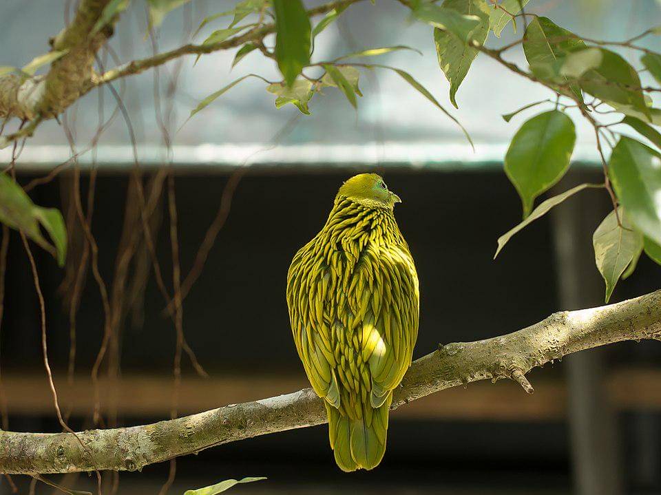 walik emas bersantai di dahan pohon