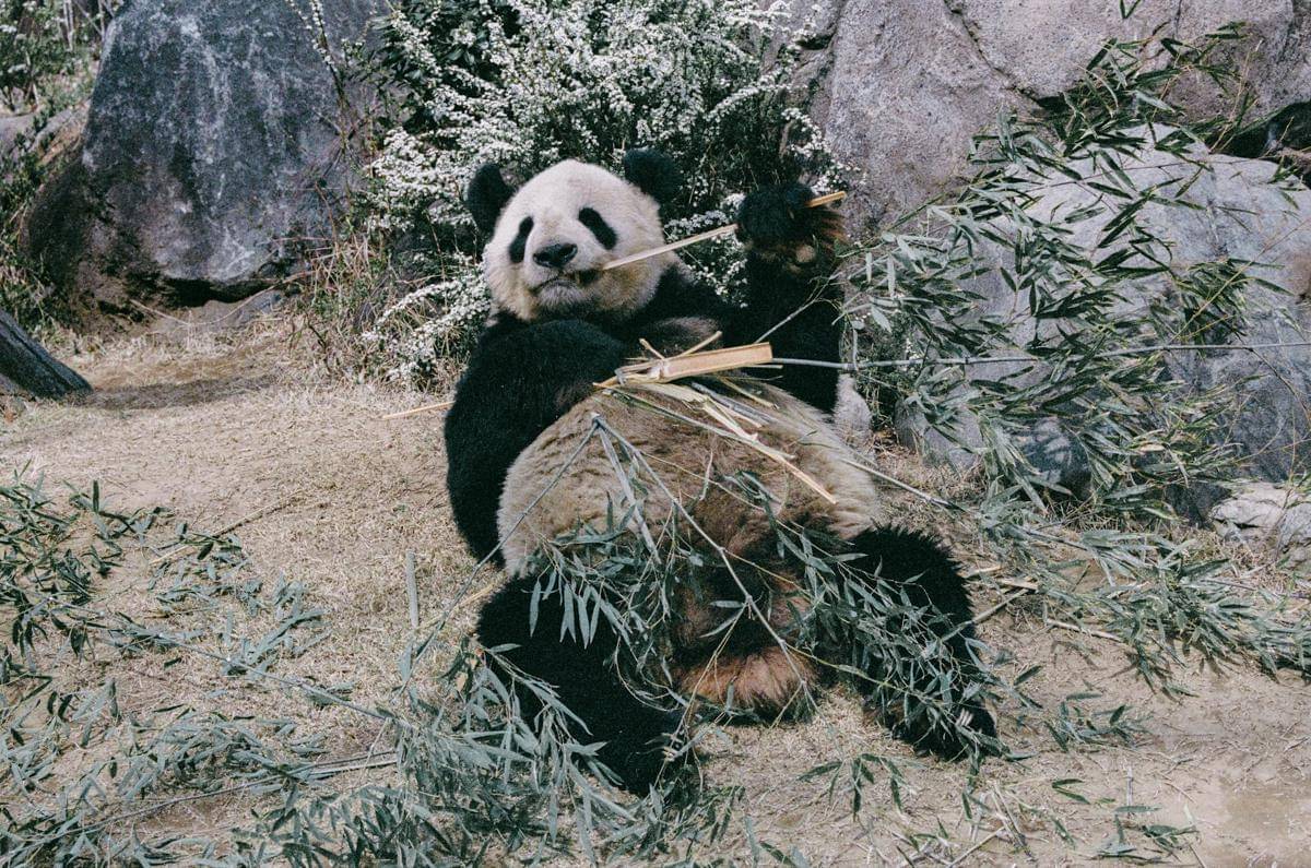 potret Ueno Zoo, Jepang