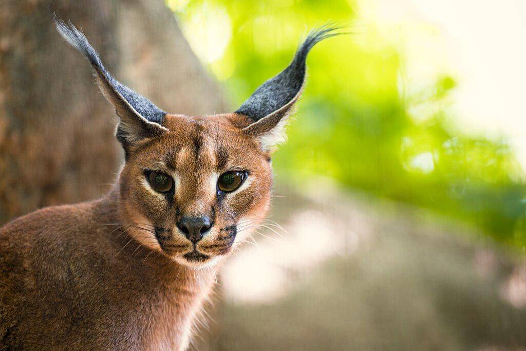 Caracal