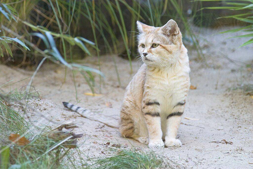 Sand cat