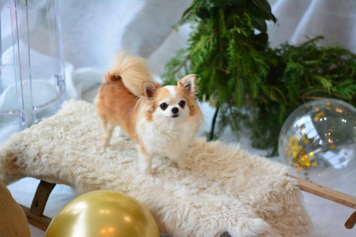 Mengapa Anjing Kecil Sering Hidup Lebih Lama daripada Anjing Besar?