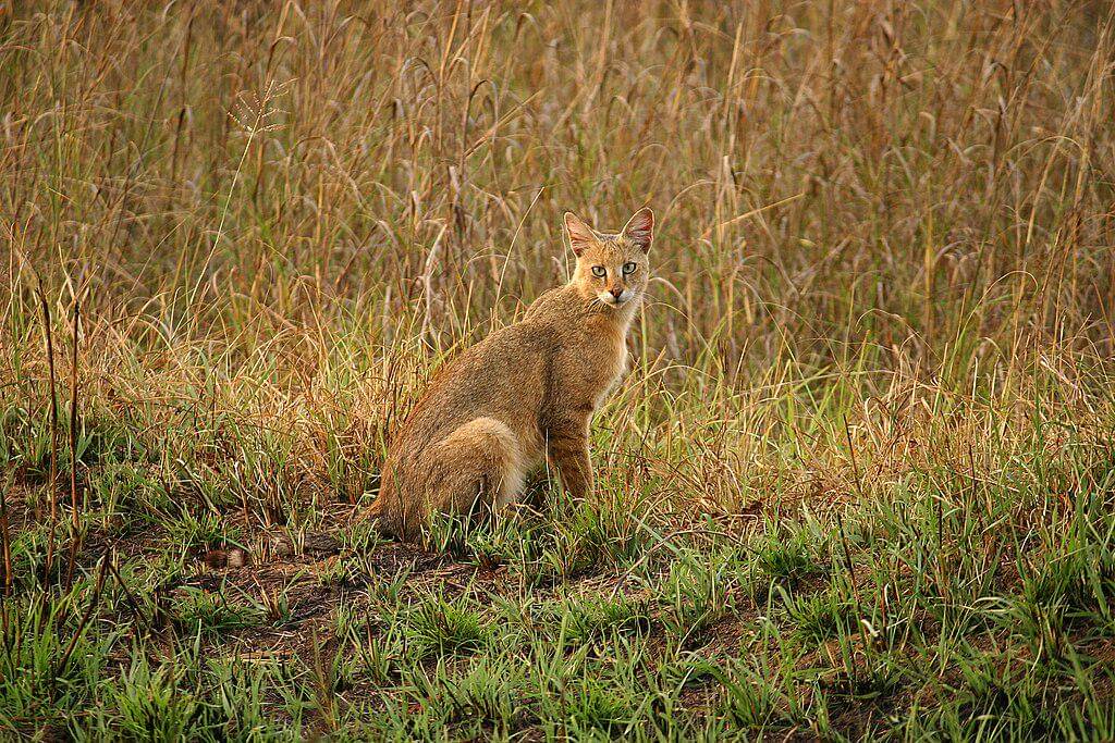 Jungle cat