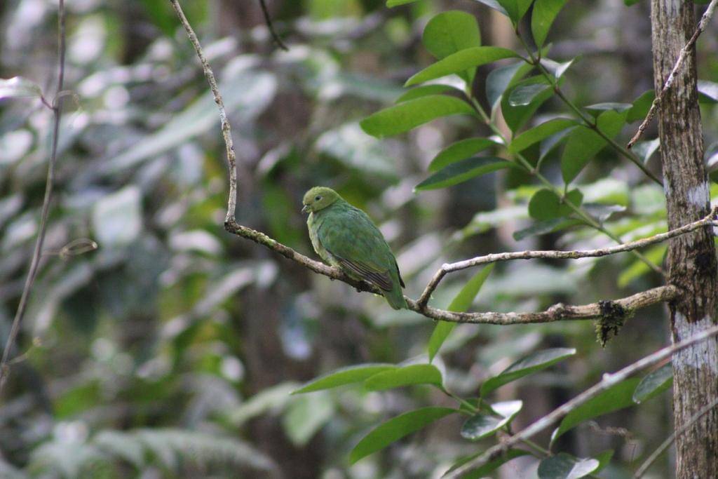 walik emas betina di habitat alami