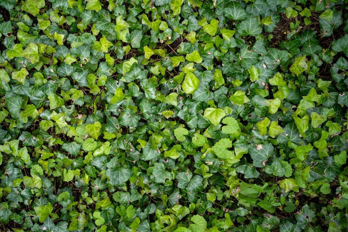 ilustrasi tanaman ivy