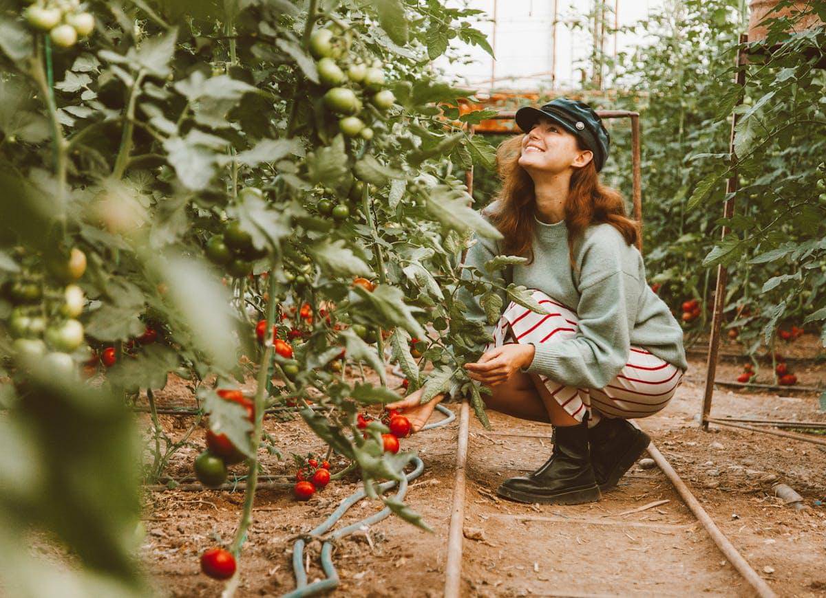 ilustrasi gaji pppk paruh waktu penyuluh pertanian