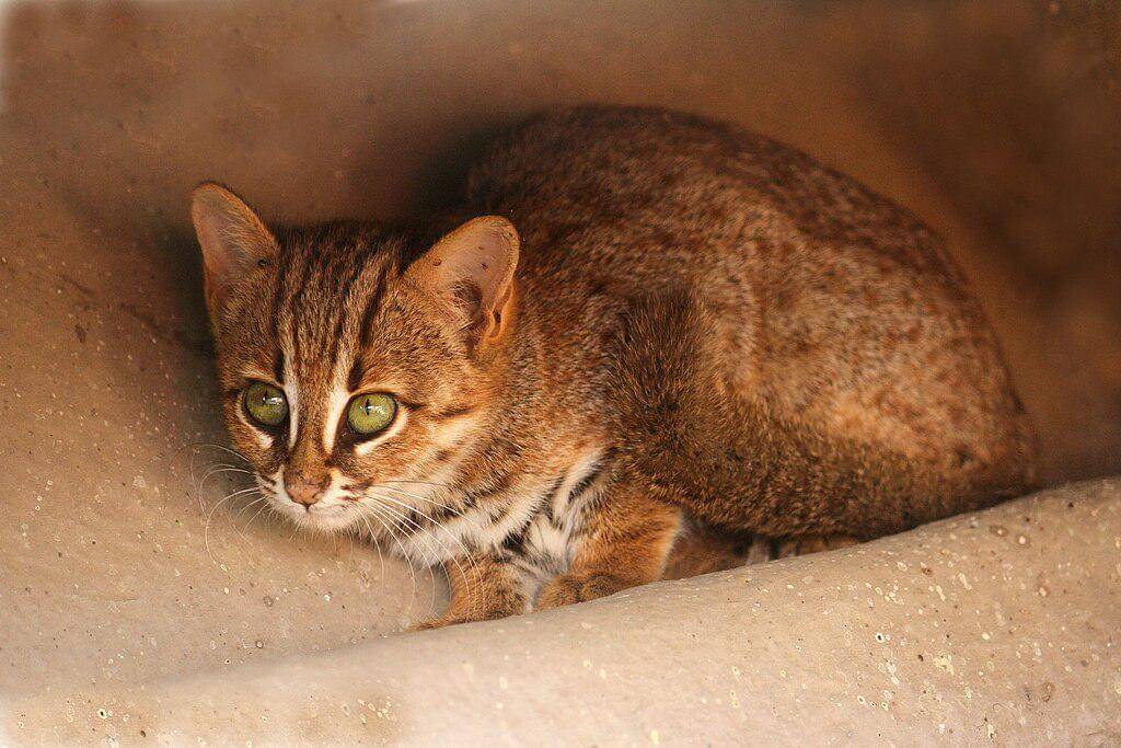 Rusty spotted cat