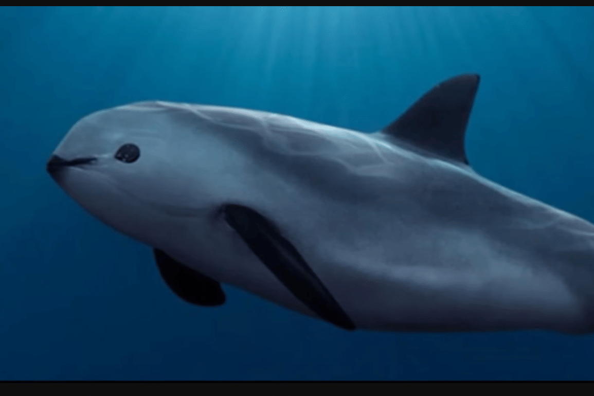 Vaquita
