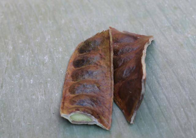 ilustrasi petai goreng 