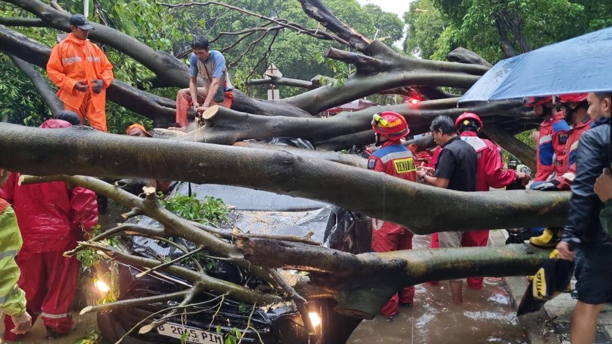 Pohon tumbang di Jaksel tewaskan satu orang dan timpa lima mobil
