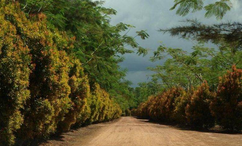 Bangka Botanical Garden wisata di Bangka