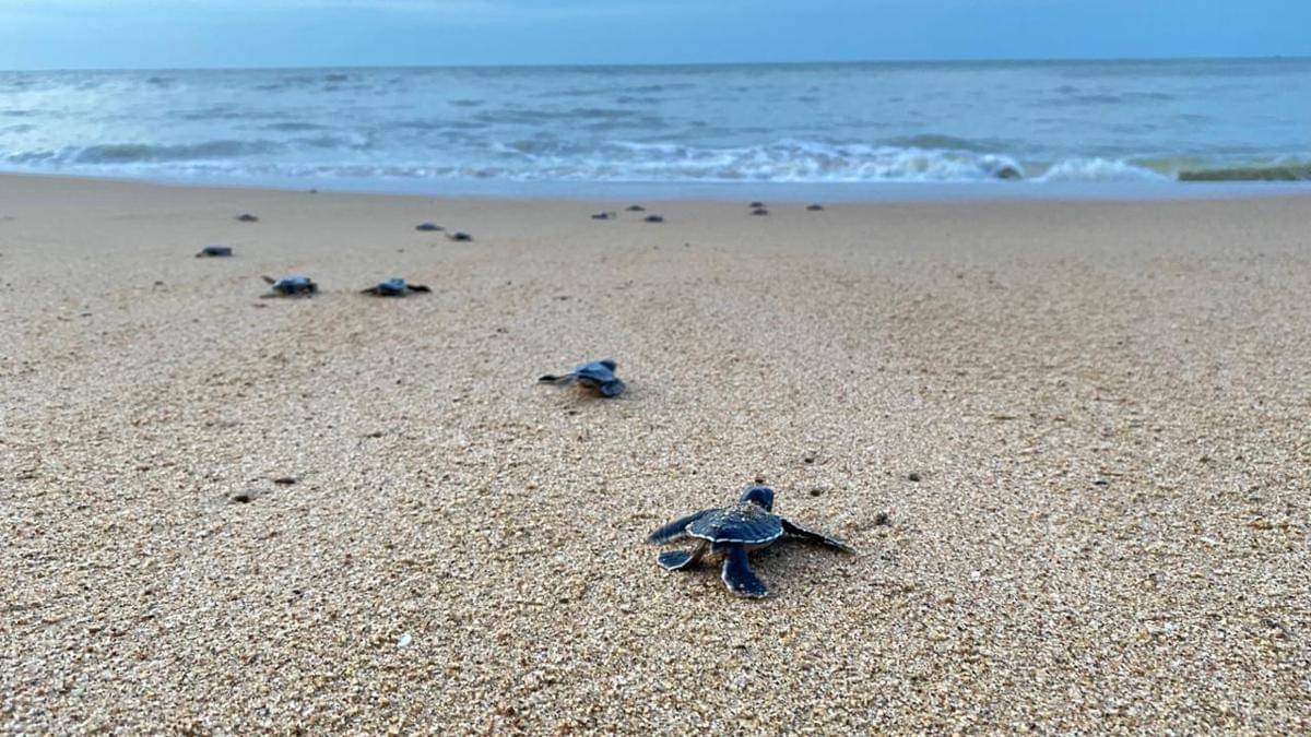 Turtle Release_Paloh_Nikita-Sealife Indonesia (13).jpeg