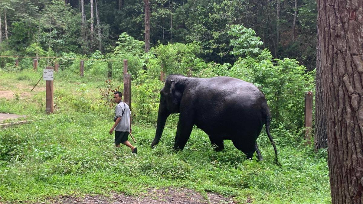Seorang mahout membawa Gajah Sumatra yang berada di Aek Nauli Elephant Conservation Camp, Simalungun, Sumatra Utara (IDN Times/Doni Hermawan)