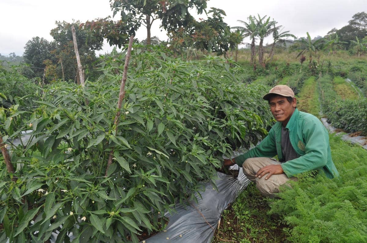 Seorang petani di kaki Gunung Dempo, Pagar Alam, bersama tanaman hortikultura cabai yang dirawatnya.
