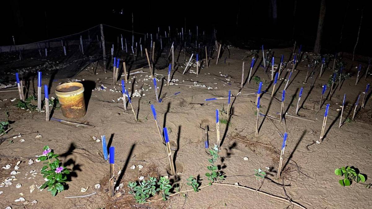 Sarang semi alami_Paloh_Nikita-Sealife Indonesia.jpeg