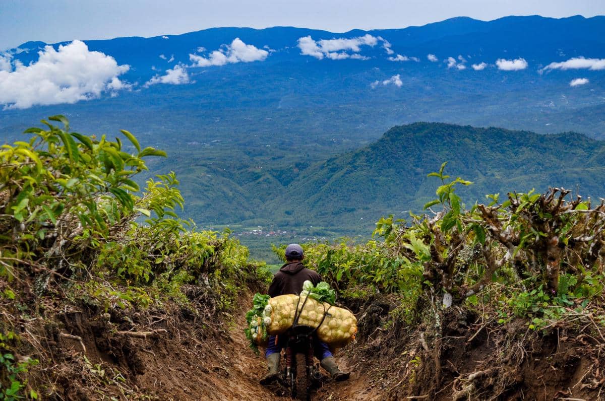 Petani mengendarai sepeda motor membawa muatan sayur kol yang baru dipanen, menuruni perkebunan di kaki Gunung Dempo, Pagar Alam, berlatarkan Pegunungan Bukit Barisan.