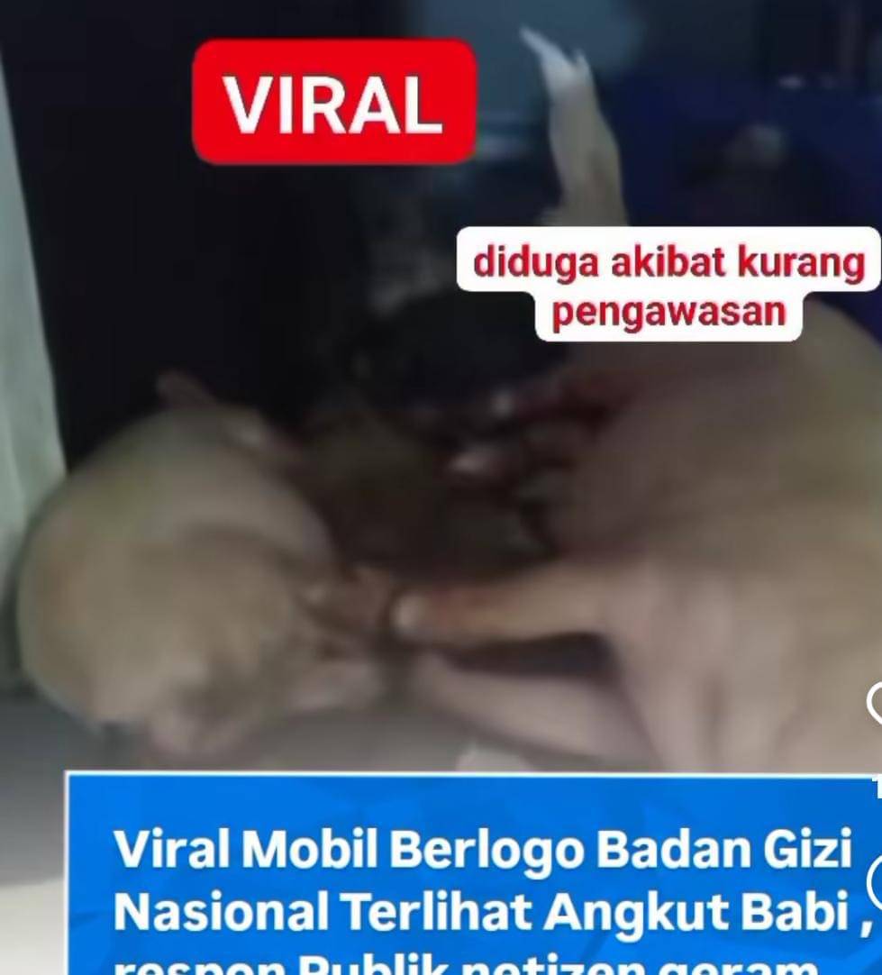 Viral mobil Berlogo BGN angkut babi/Instagram (@cakapviral.id)