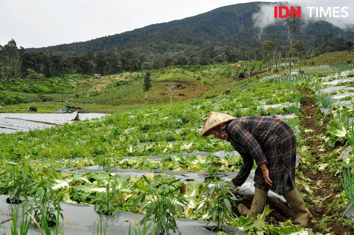 Seorang petani tengah membersihkan ladang usai panen sayuran kol di perkebunan kaki Gunung Dempo, Pagar Alam.