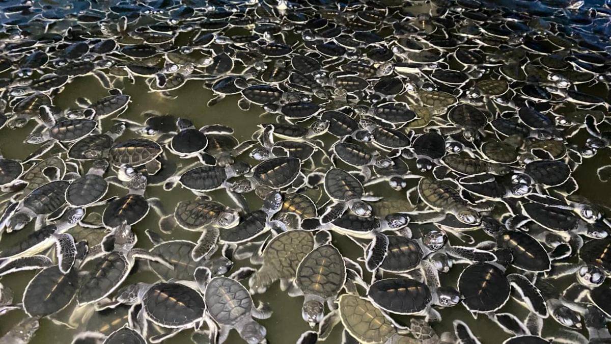 Turtle Release_Paloh_Nikita-Sealife Indonesia ( 2).jpeg