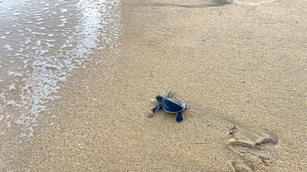 Turtle Release_Paloh_Nikita-Sealife Indonesia (22).jpeg