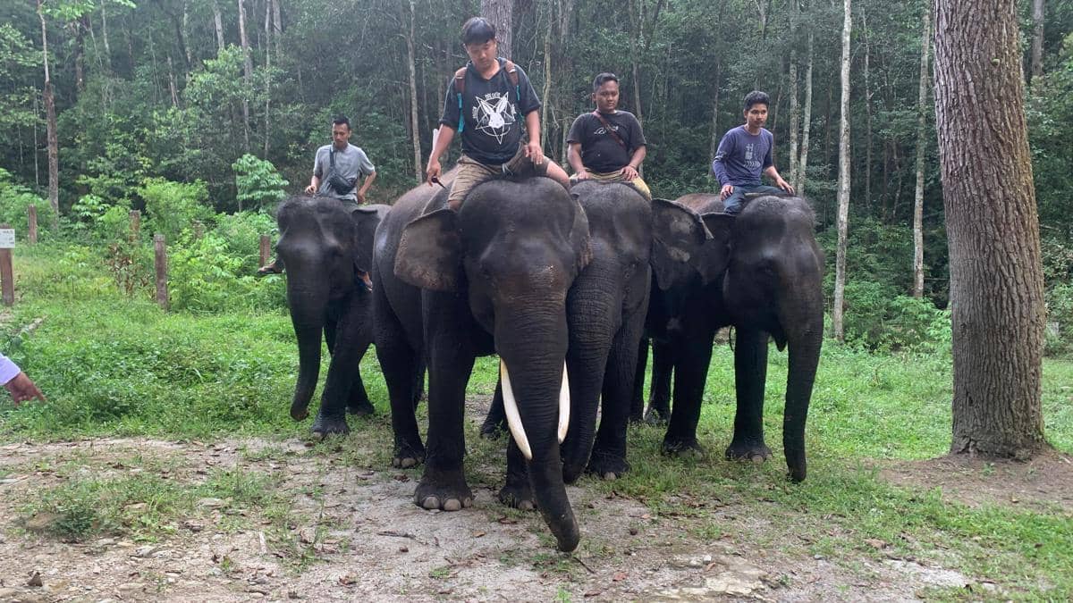 Empat ekor Gajah Sumatra yang berada di Aek Nauli Elephant Conservation Camp, Simalungun, Sumatra Utara (IDN Times/Doni Hermawan)