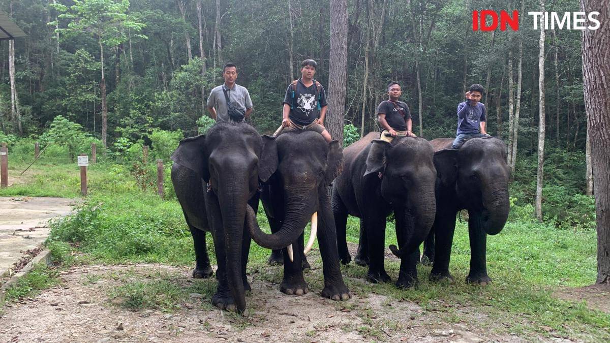 Empat ekor Gajah Sumatra yang berada di Aek Nauli Elephant Conservation Camp, Simalungun, Sumatra Utara (IDN Times/Doni Hermawan)