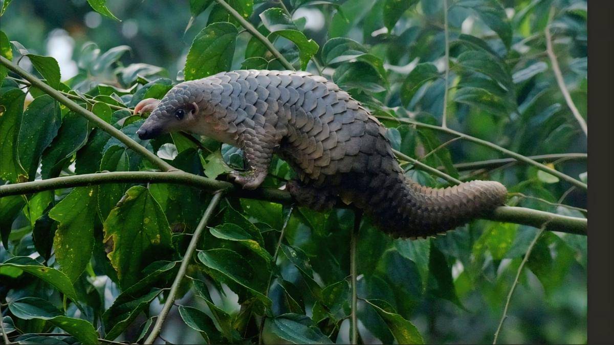 ilustrasi trenggiling