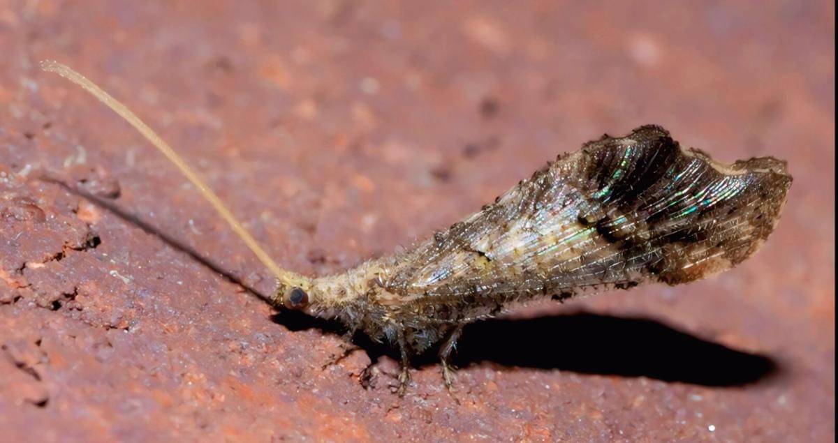 ilustrasi manik-manik lacewing