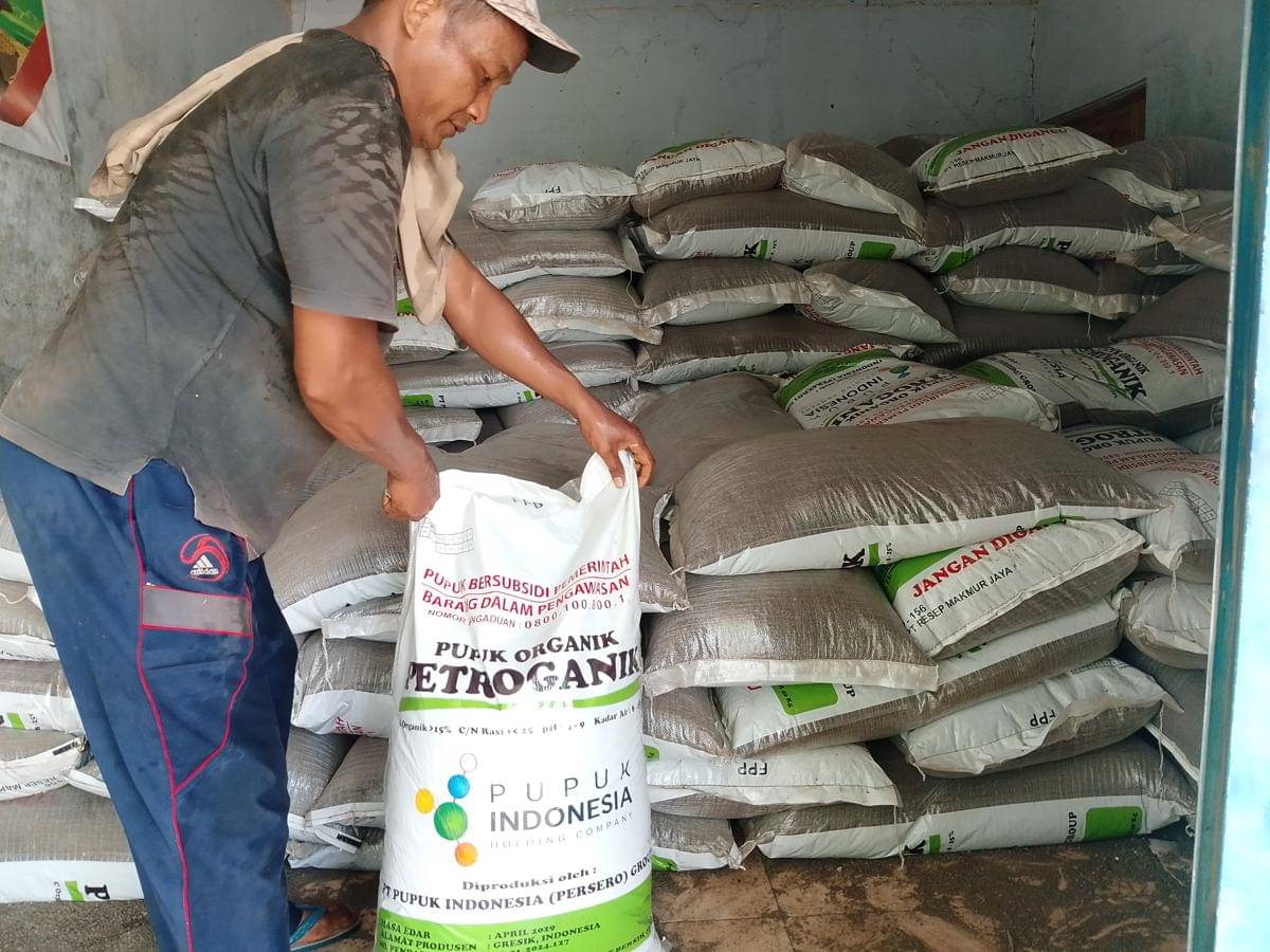 Distribusi pupuk subsidi dari kios kepada kelompok tani di Kecamatan Padang. IDN Times/Riyanto.