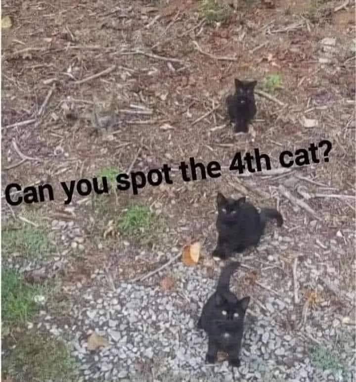 meme kucing berkamuflase