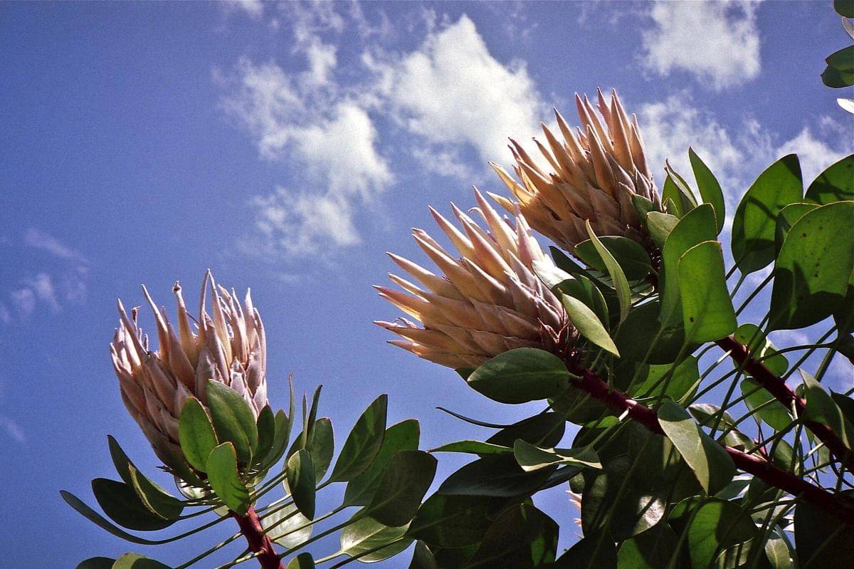King protea