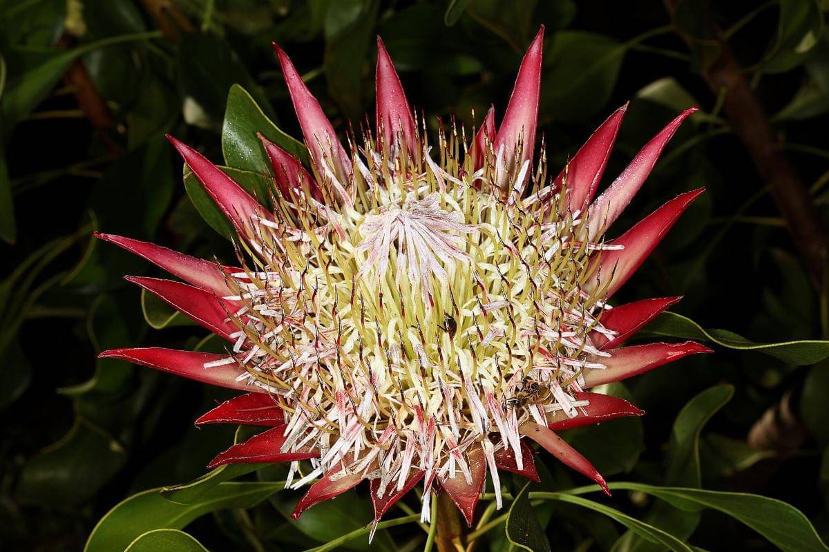 King protea