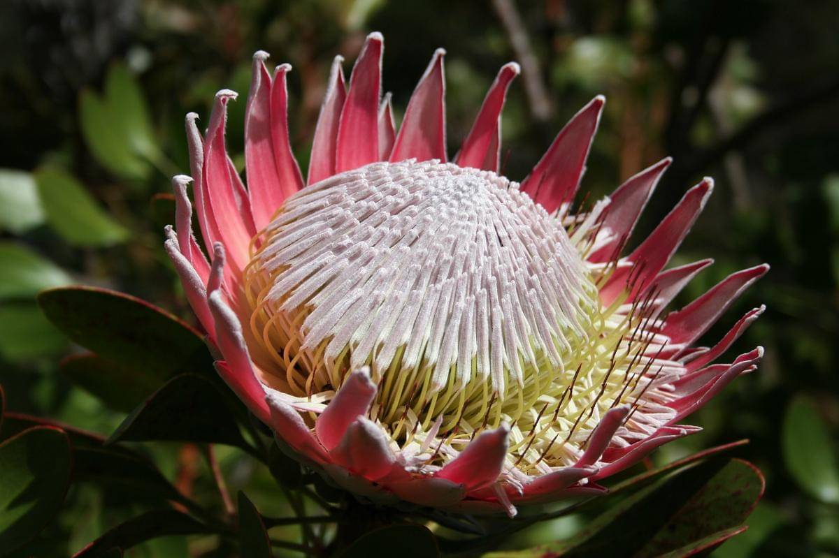 King protea