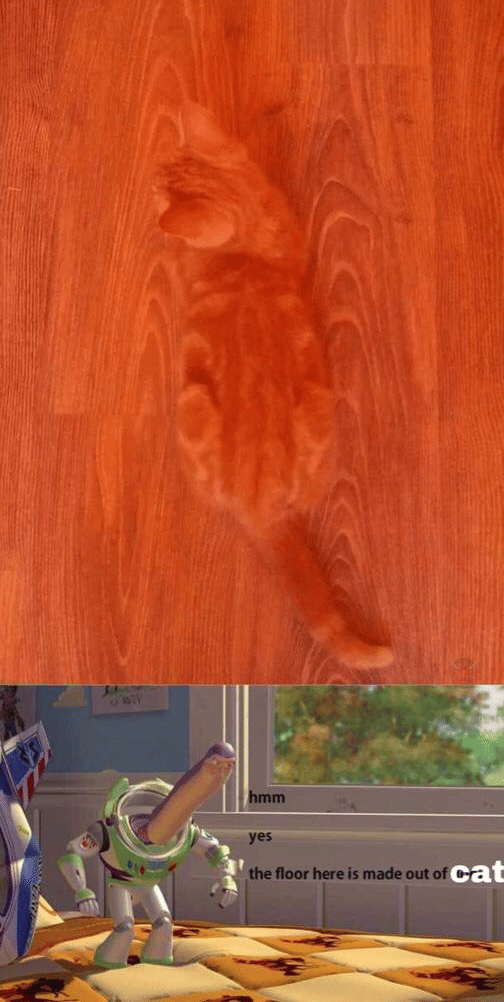 meme kucing berkamuflase