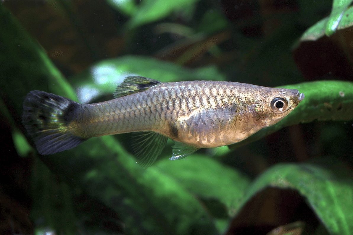 Ikan gupi berwarna keperakan dengan sirip transparan berenang di antara tanaman air hijau di dalam akuarium.