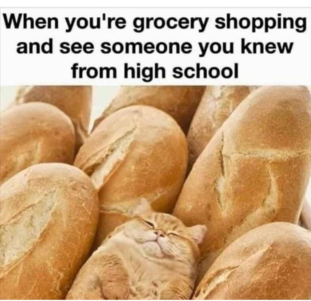 meme kucing berkamuflase