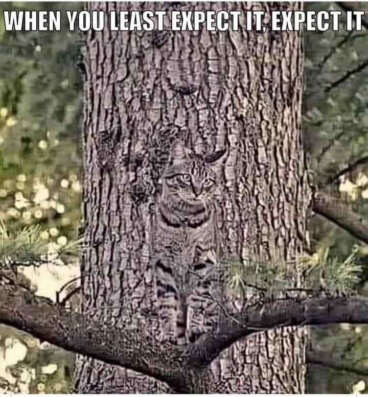 meme kucing berkamuflase