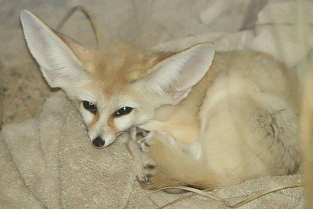 potret rubah fennec