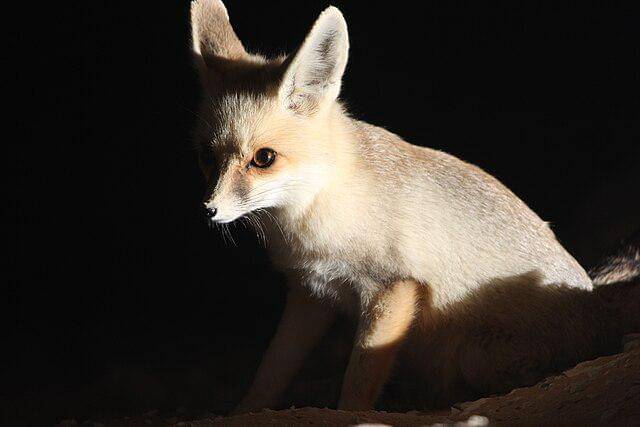 potret rubah fennec