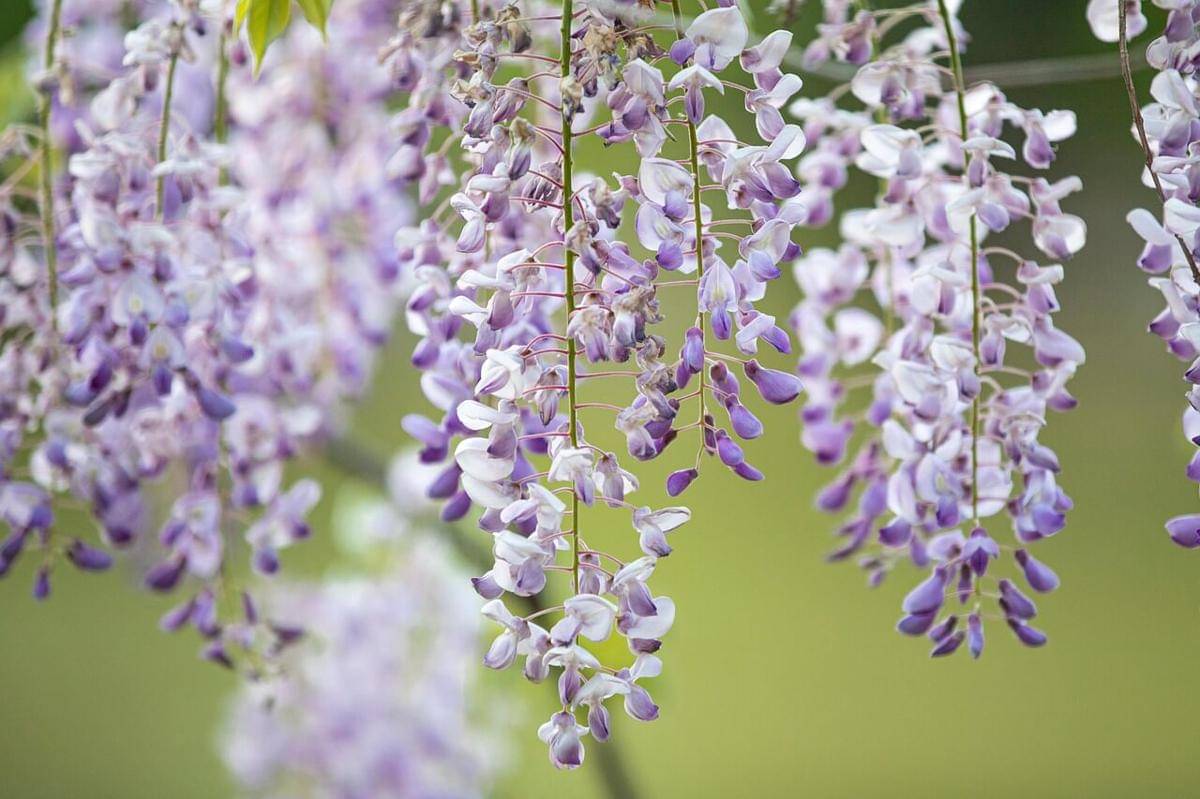 ilustrasi bunga Wisteria