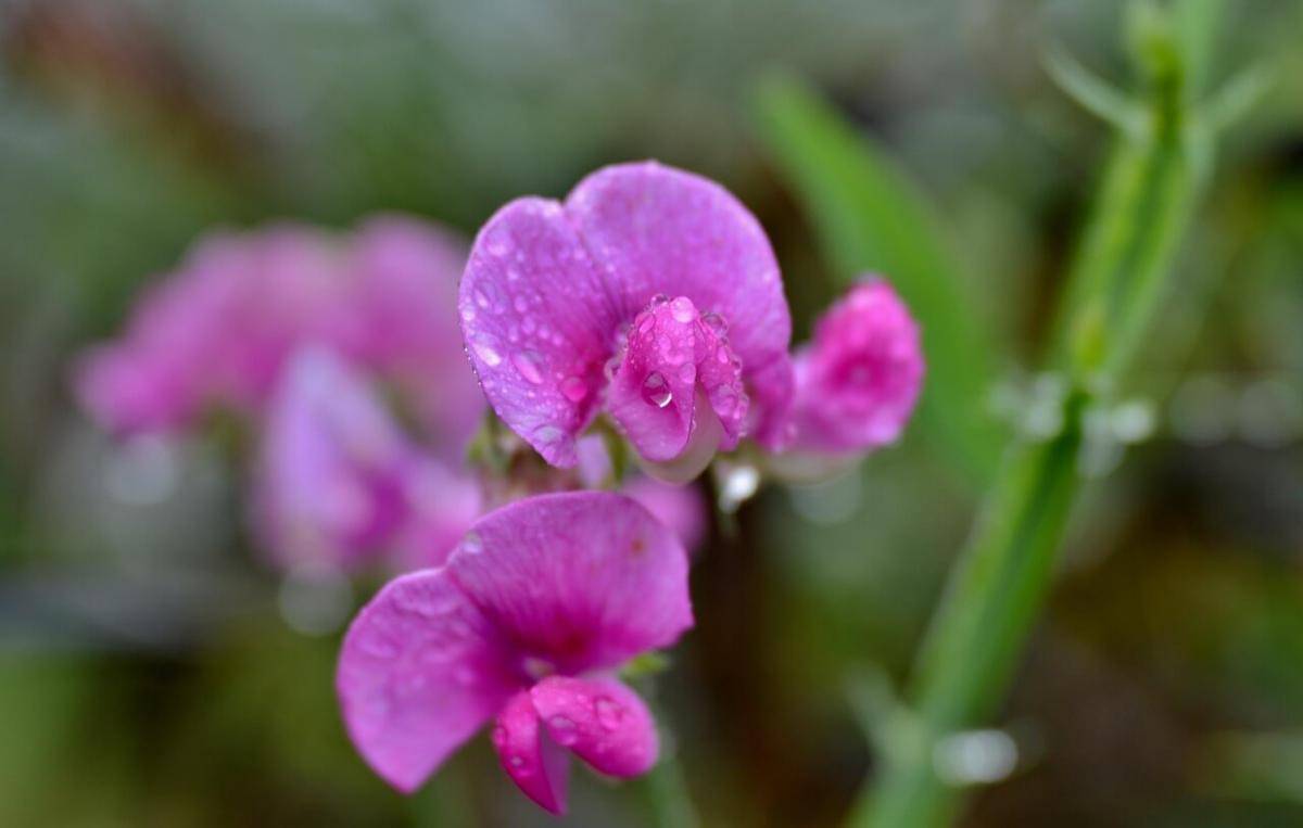 ilustrasi tanaman Sweet peas atau Lathyrus odoratus