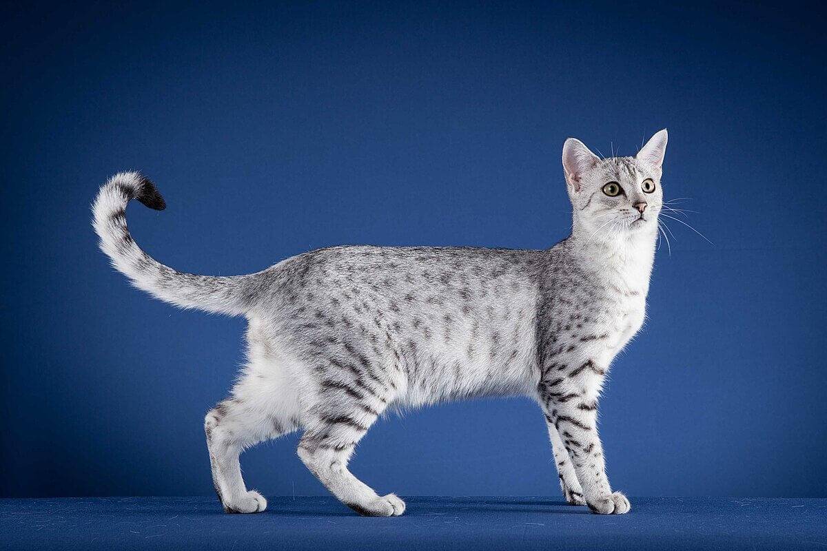 ilustrasi kucing ras Egyptian Mau