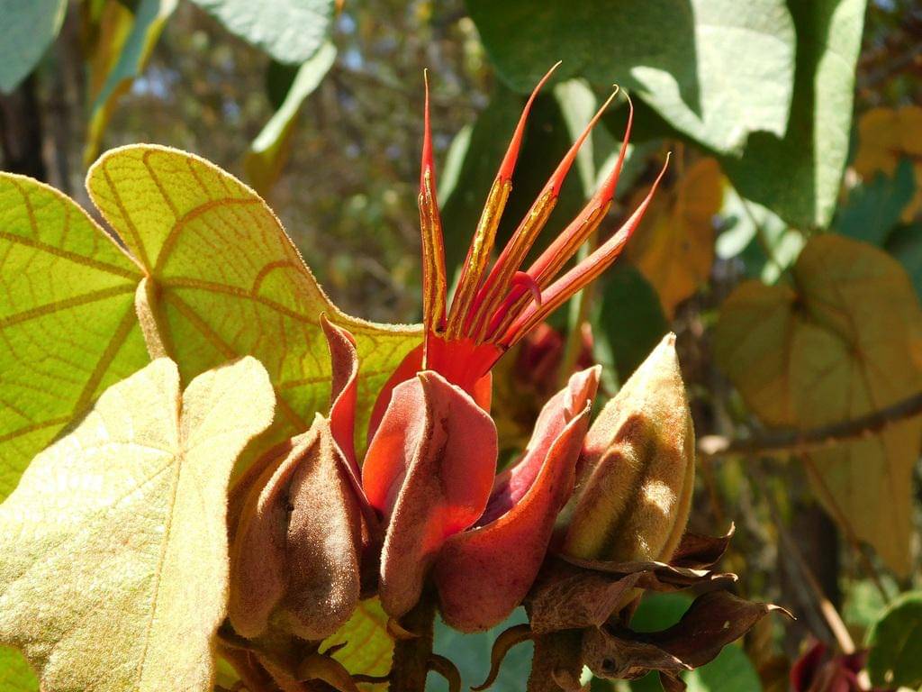 Chiranthodendron pentadactylon