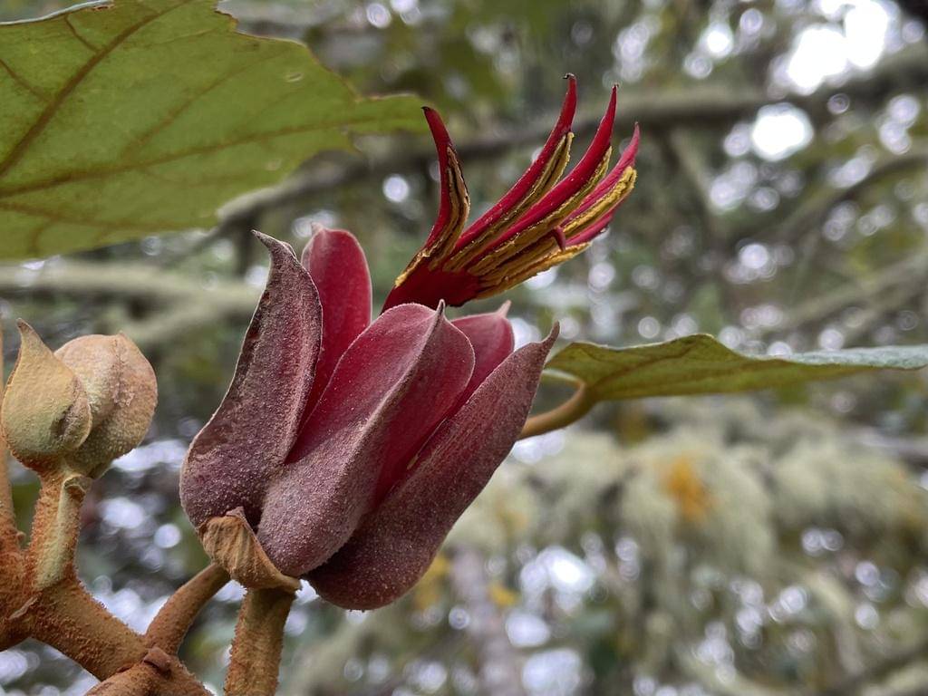 Chiranthodendron pentadactylon